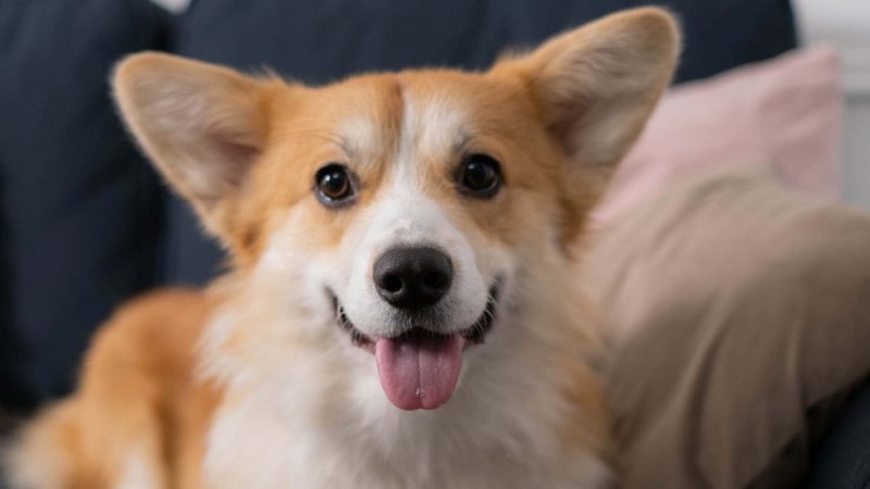 Spain - corgibet app